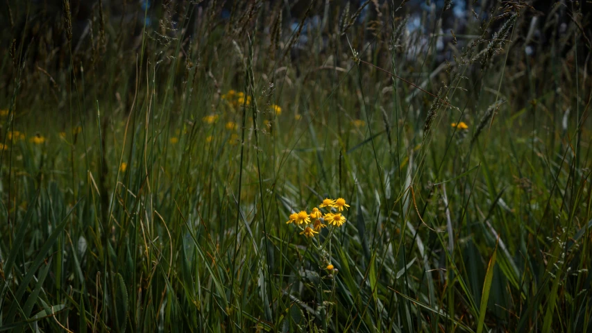 yellow and green flowers are in the grass