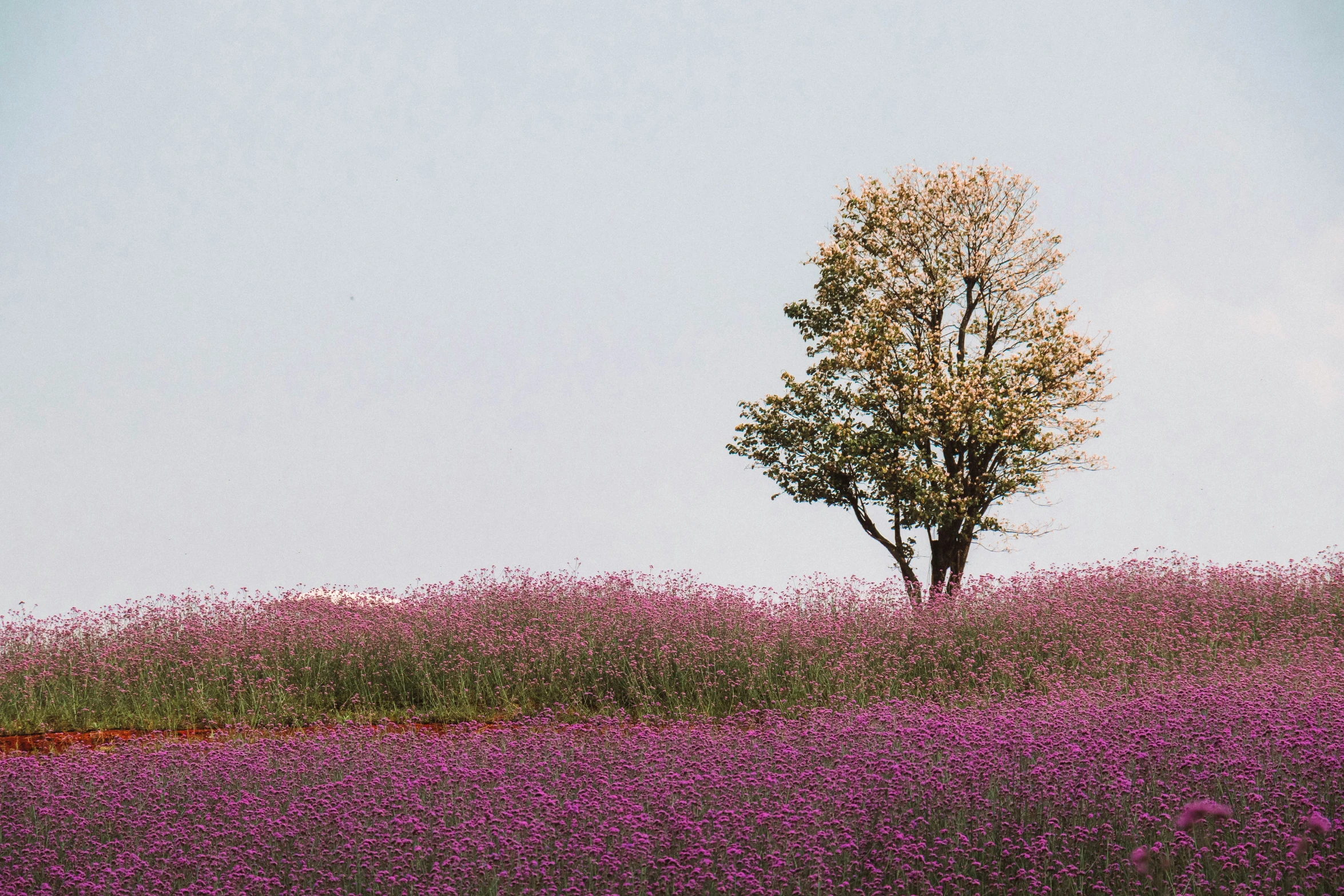 a lone tree on the top of a purple hill