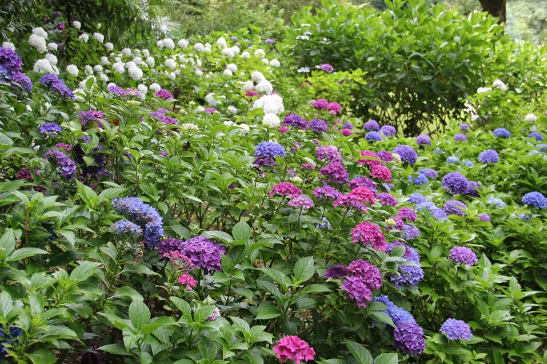 a very large field filled with lots of flowers