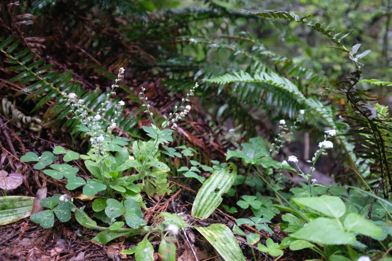 some white and green plants in a forest