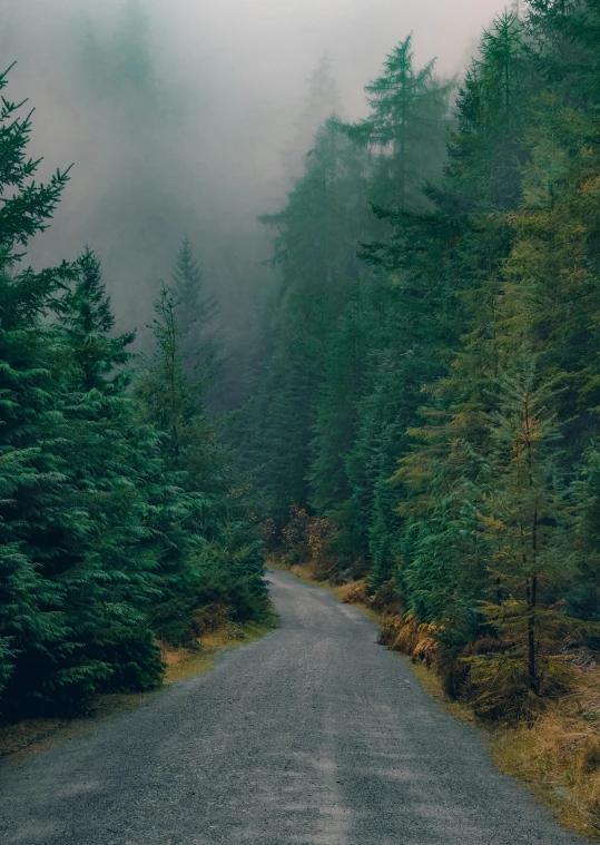 a gravel road surrounded by green trees in the mountains