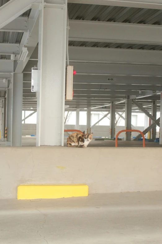 a cat sitting on a street near a car park