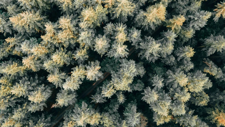 a very tall green and yellow tree from above