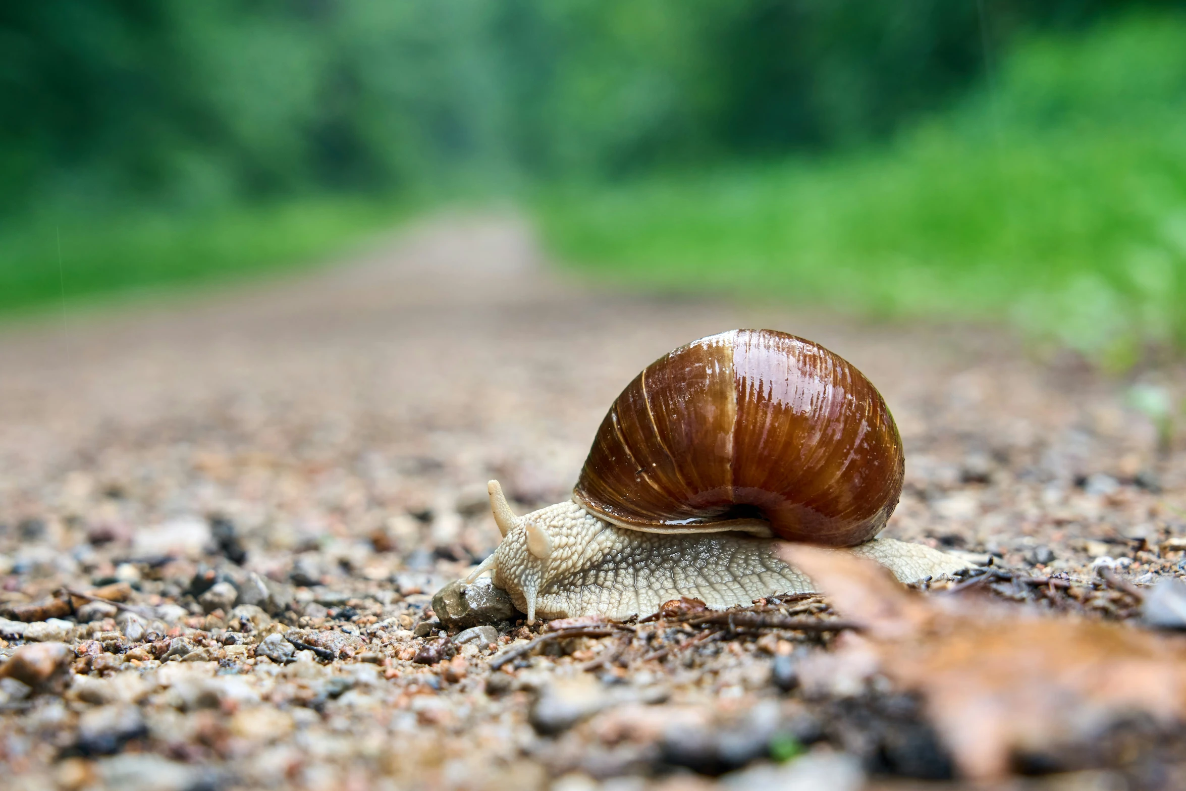 a small snail crawling on gravel towards the ground