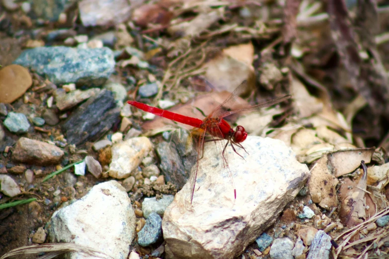 a red dragonfly sits on rocks with a nch on the ground