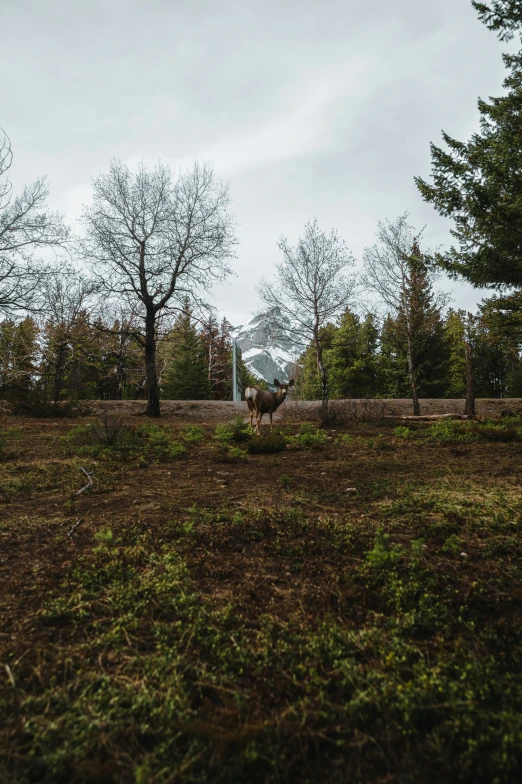 two sheep on a field near a dirt wall and trees