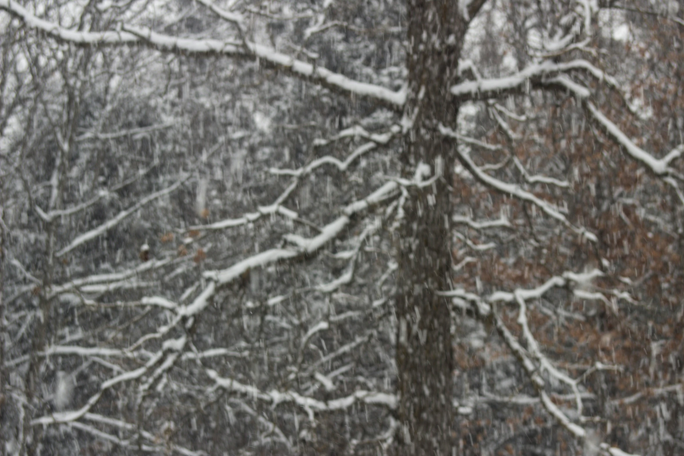 snow is falling in the foreground behind a tree