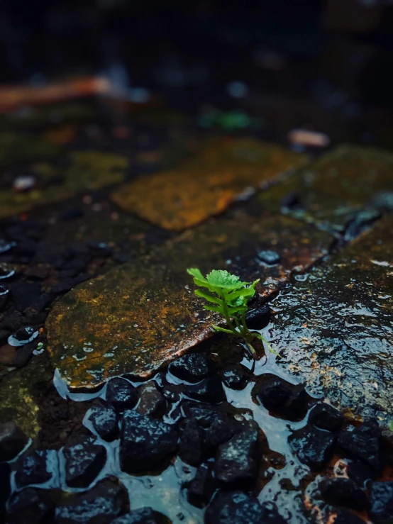 a green plant sprouting from the moss in the ground