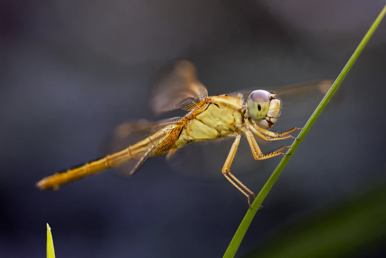 a dragon fly sitting on top of a green blade