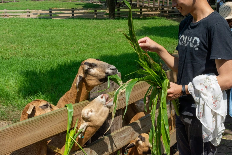 there is an individual looking at a group of animals