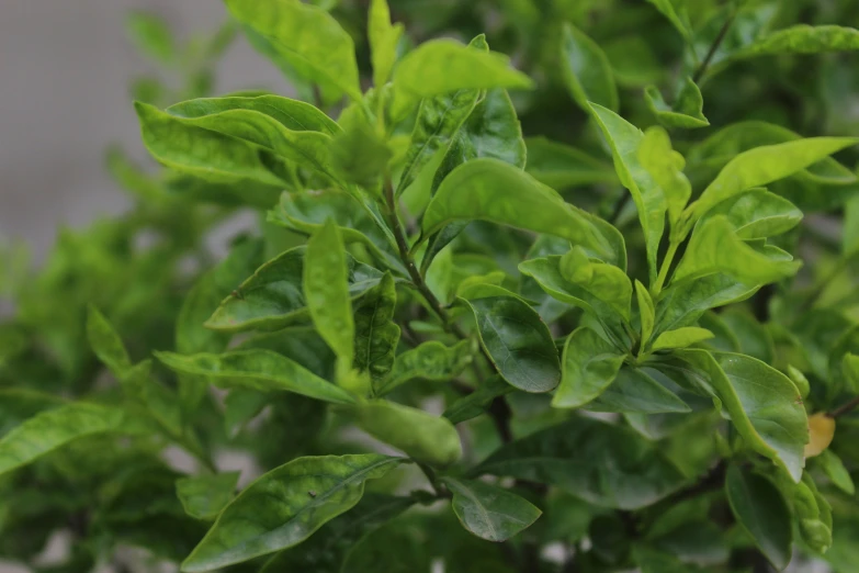 a green leafy bush with lots of green leaves