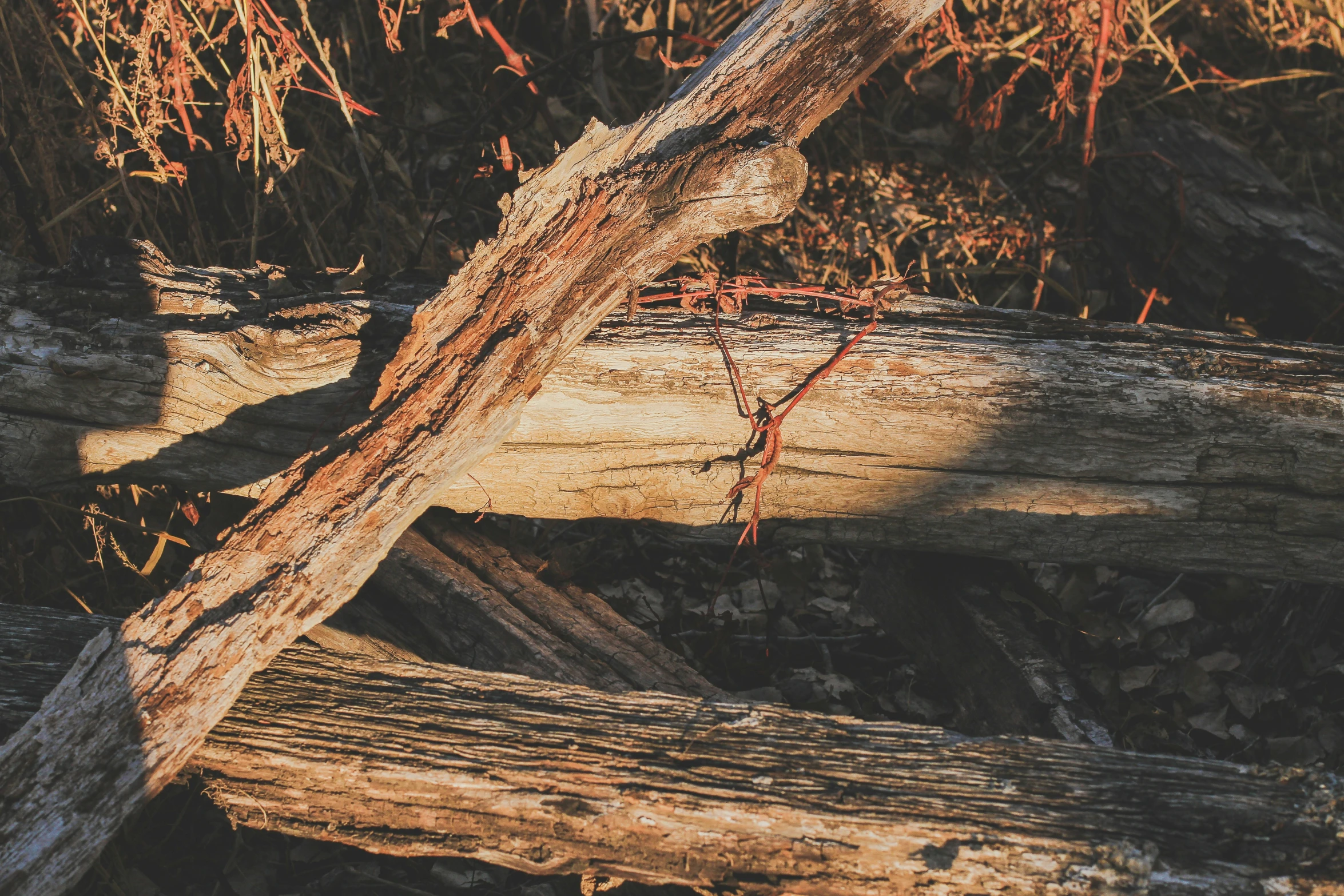 wood logs laying around with a very old looking wood log sticking out