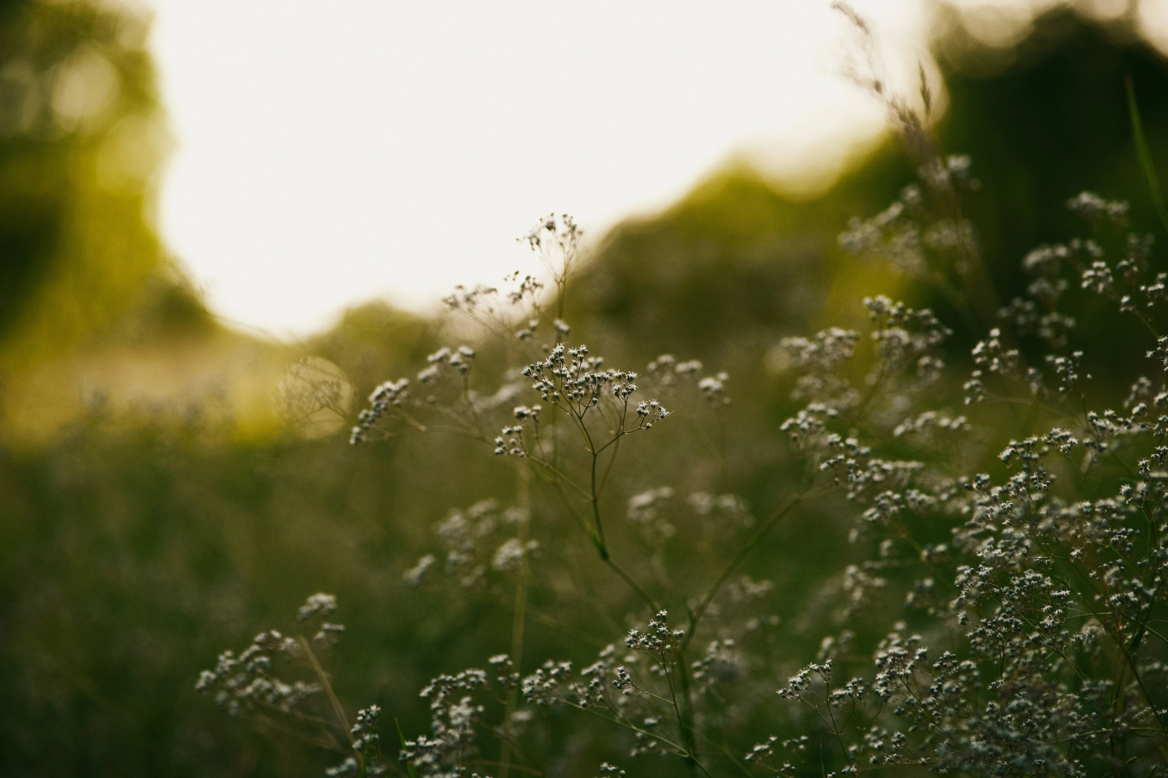 the sun shines brightly on wild grass