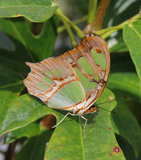 a small green erfly with orange and brown wings