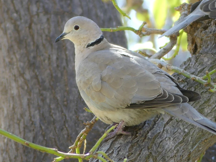 the bird is perched on top of a tree