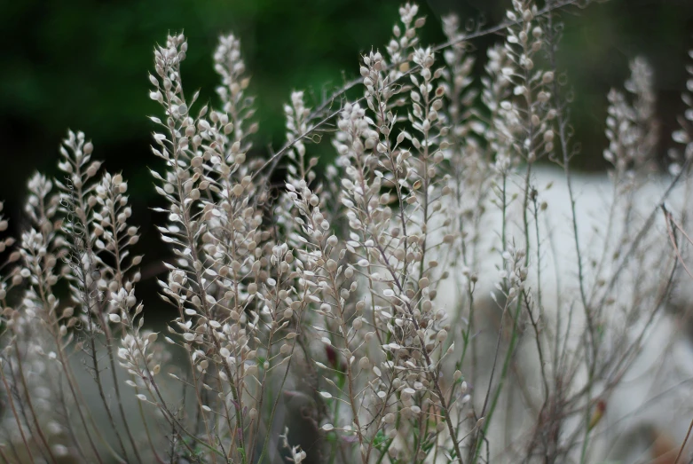 close up image of grass in a field