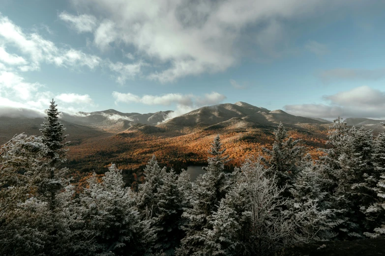 a forested area with snowy mountains in the background