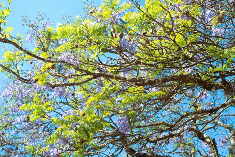 a tree with many nches has green and blue flowers on it