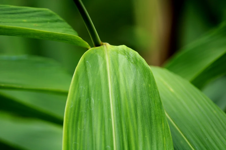 a large green leaf is still attached to a tree