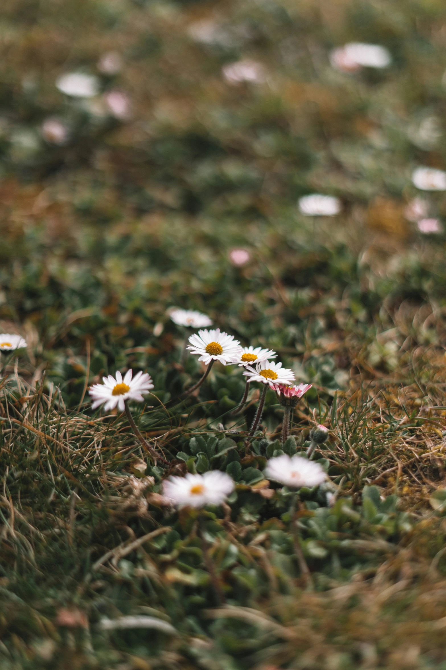 several daisies that have fallen down in a field