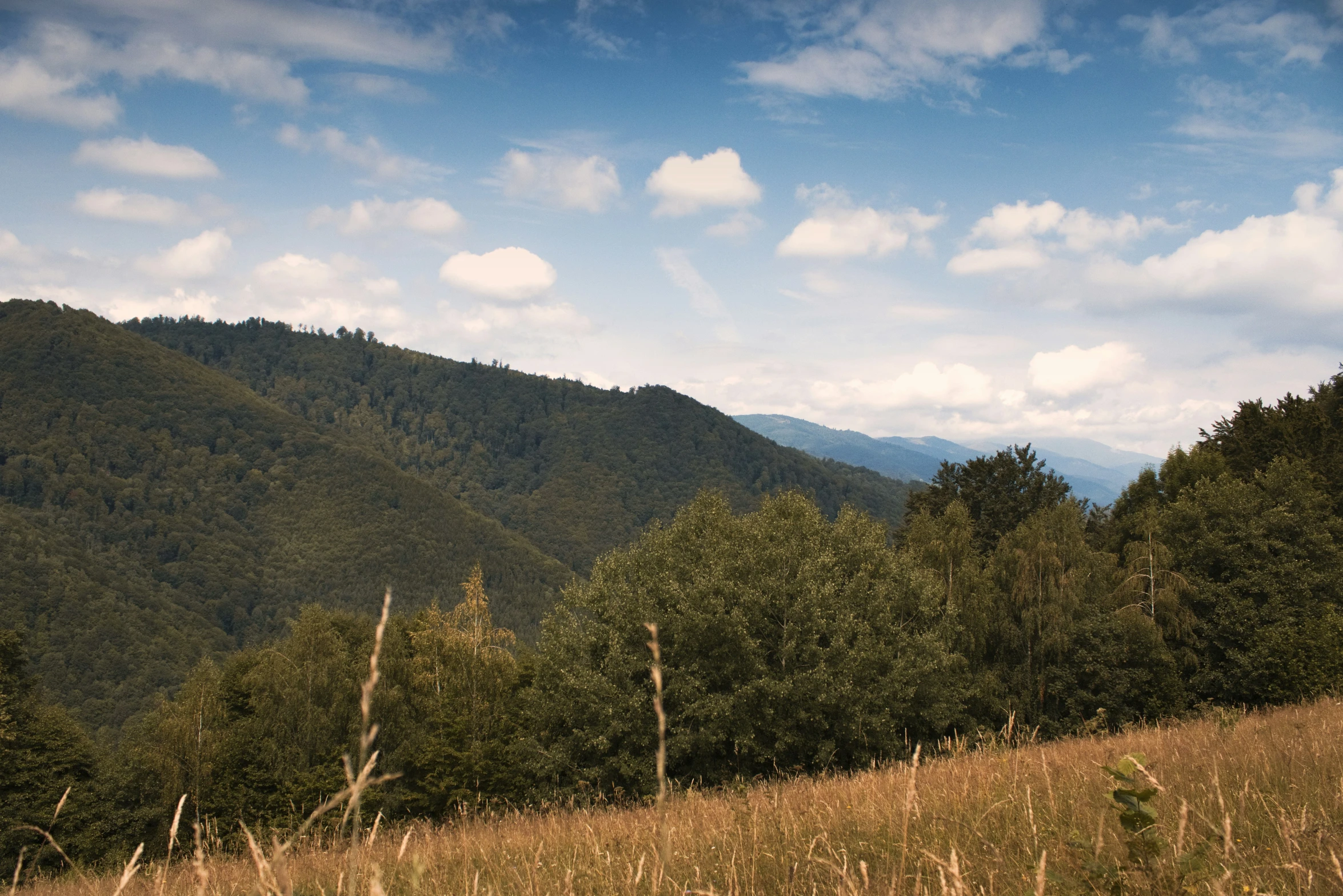 view of trees and mountain from a high viewpoint