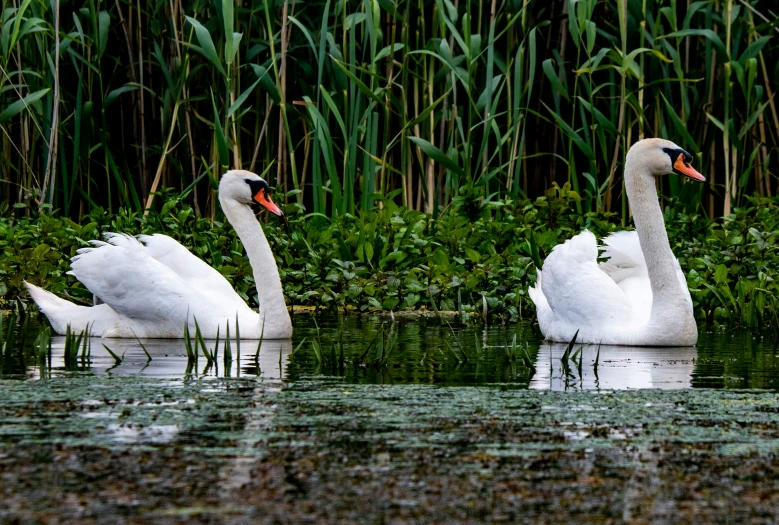 three swans swimming in a pond next to tall grass