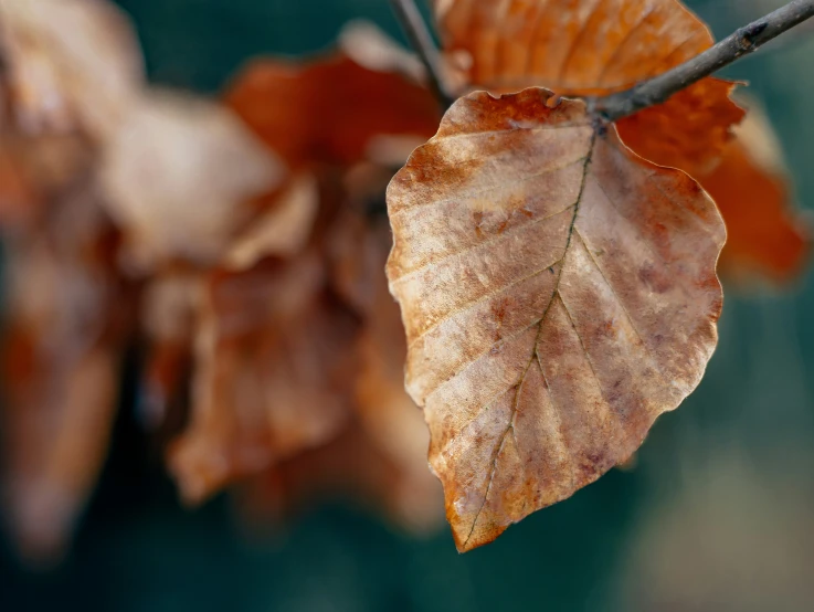 two leafs of some sort are hanging from a tree