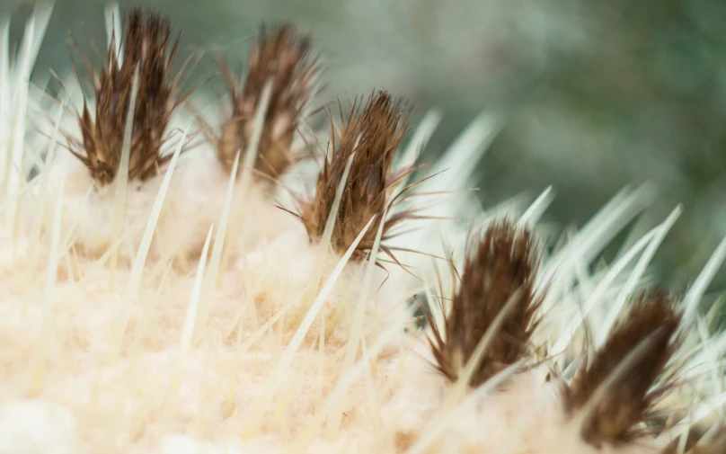 dried plants with a blurry background are shown