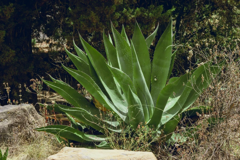 a large plant growing out of some rocks