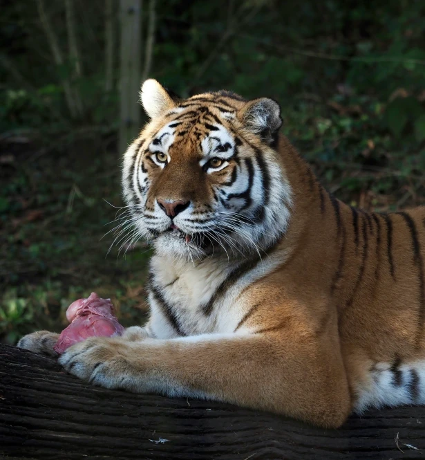 the large tiger is sitting by the fence eating soing