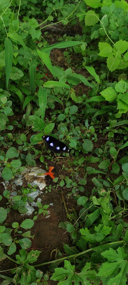 a small black and white erfly in the grass