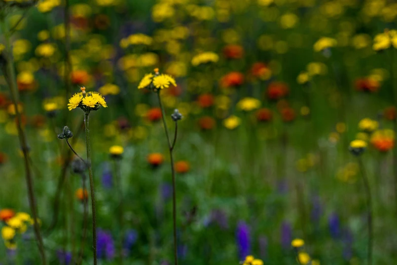 there are many yellow and red flowers near the grass