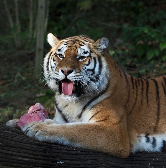 a tiger is laying down with its mouth open and eating soing