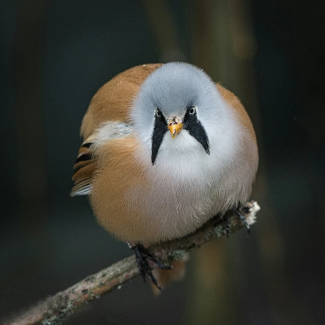 a brown black and white bird has a lightning bolt on it's head