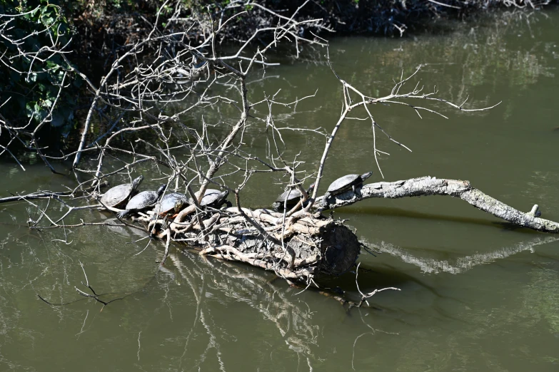 a dead tree with four turtles on it