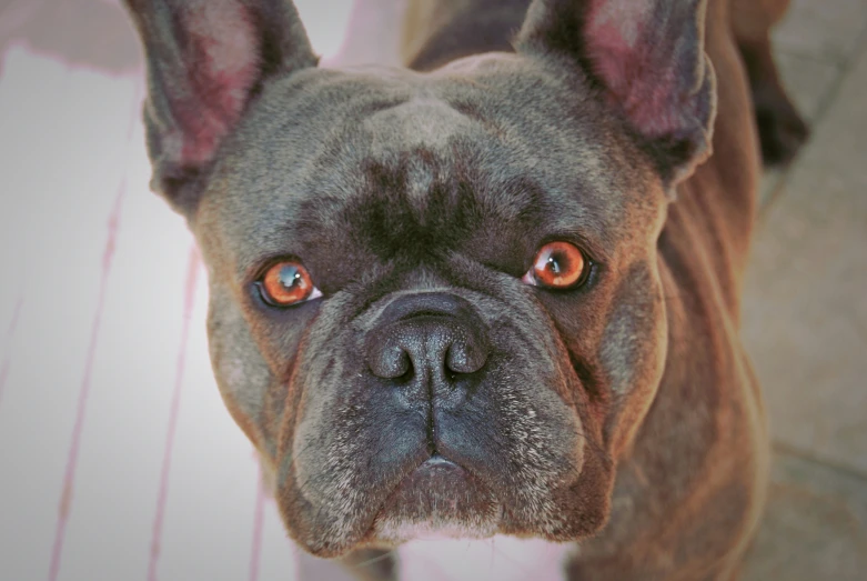 an old dog with a big brown head looks into the camera