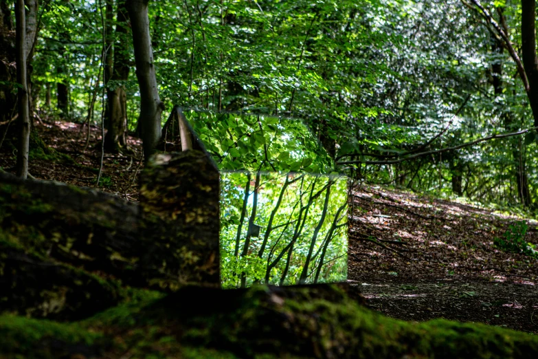 an area with some moss on the ground