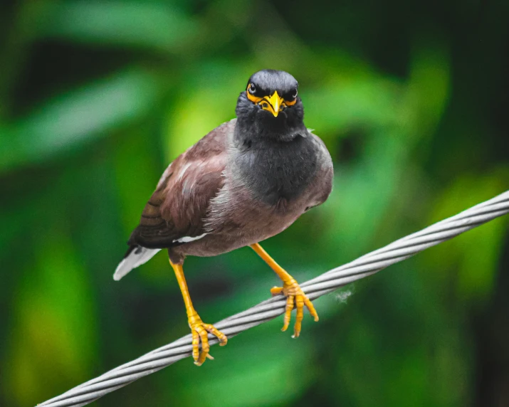 a small bird perched on the top of a cable