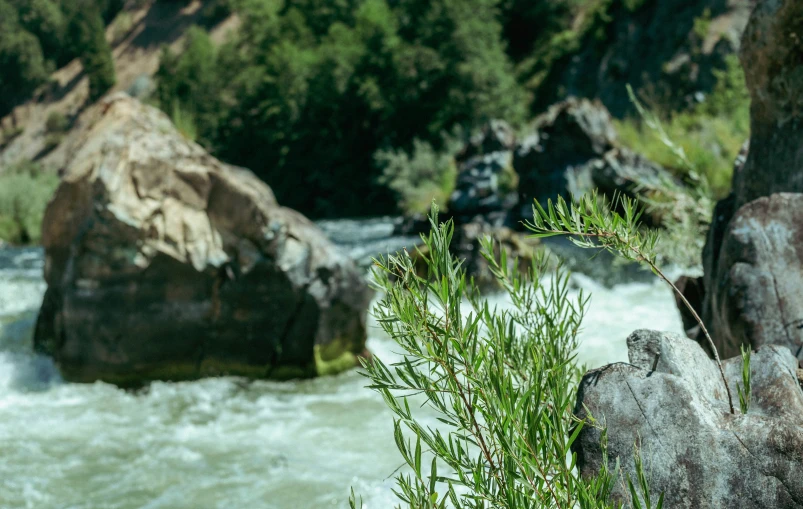 some plants and rocks in the water