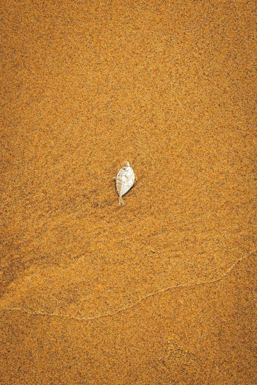 a rock is shown on the sand on a beach