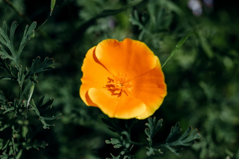 an orange flower growing on top of some green grass