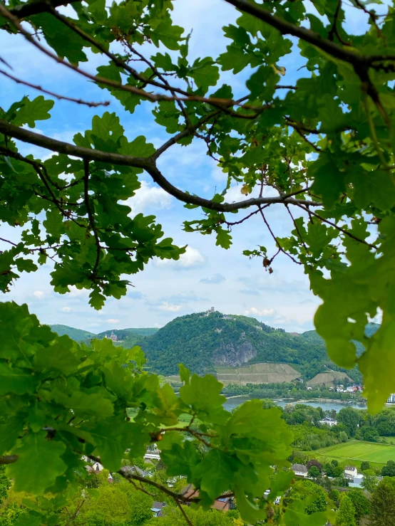 the view from a wooded area is beautifully framed by leaves