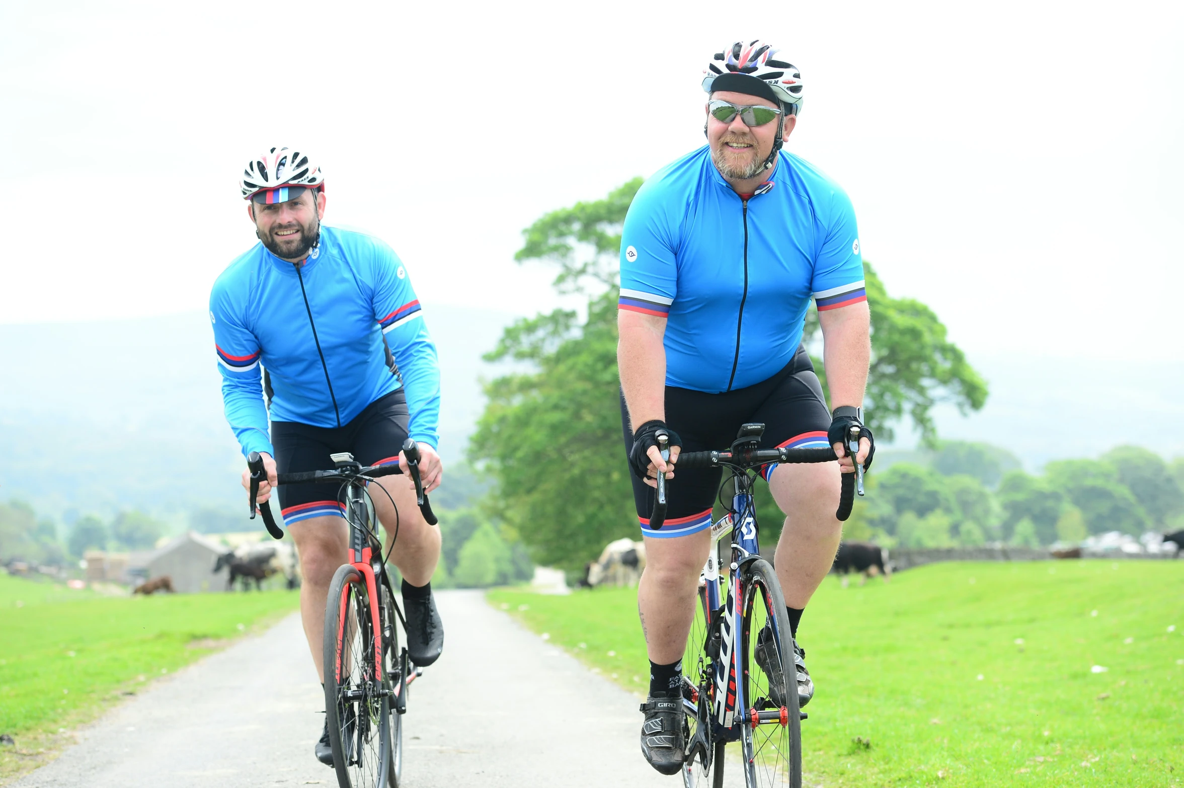 two men riding bikes in a field full of cows