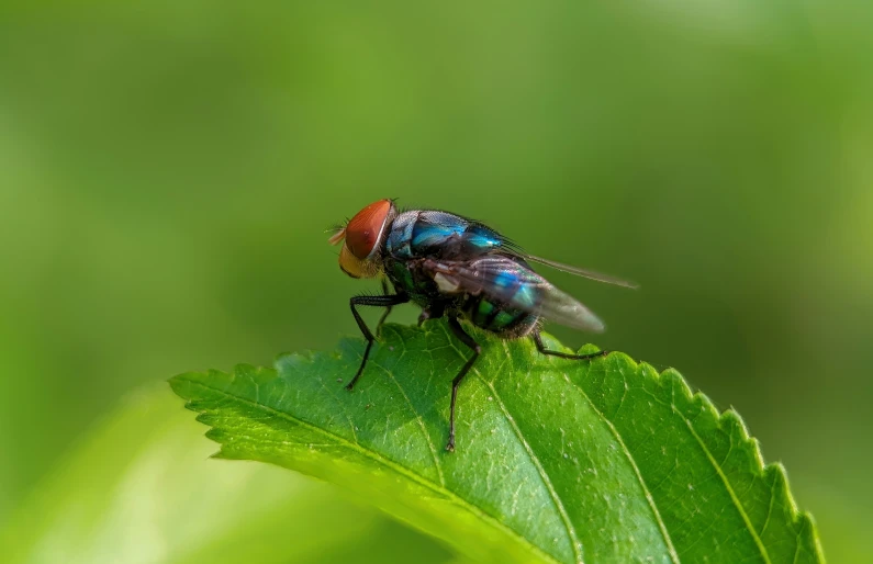 a fly sitting on top of a leaf