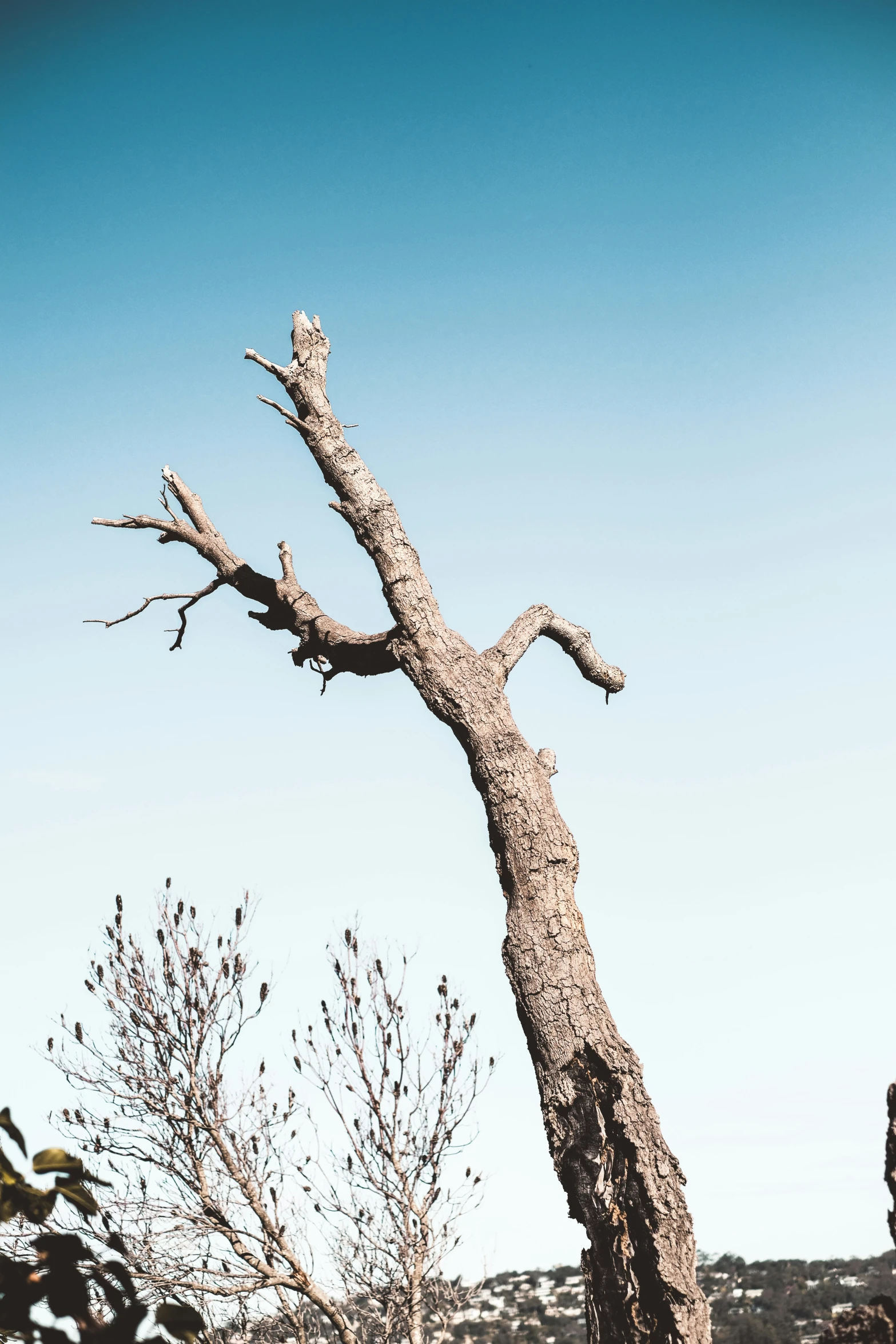 an old bare tree sitting against a blue sky