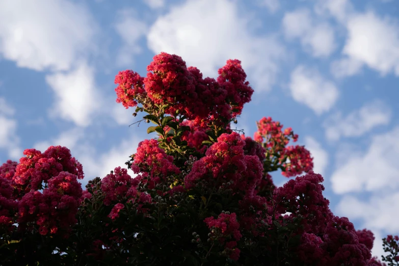 a lot of red flowers that are on some kind of tree