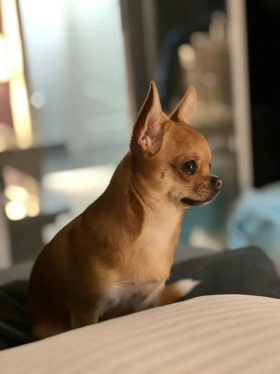 a small dog is sitting on top of a bed