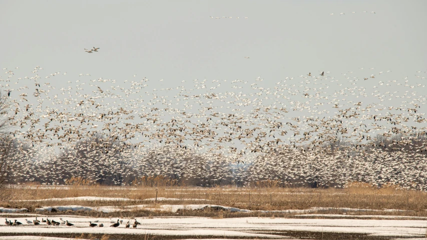 several birds are gathering and flying in the air