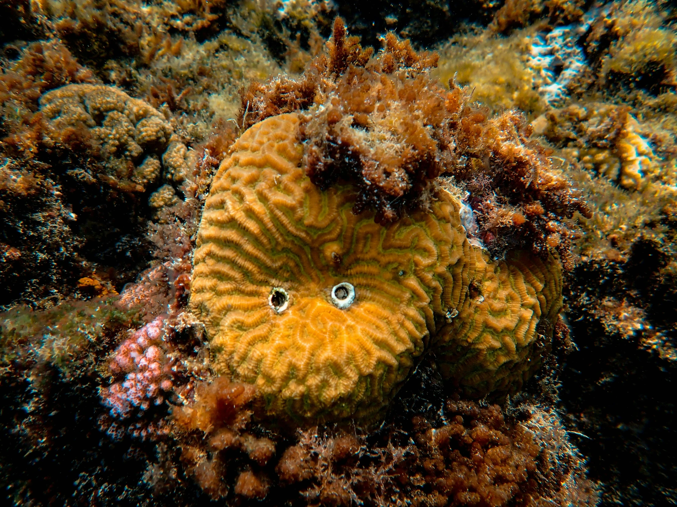 a sea fan with green eyes and dark, yellow leaves