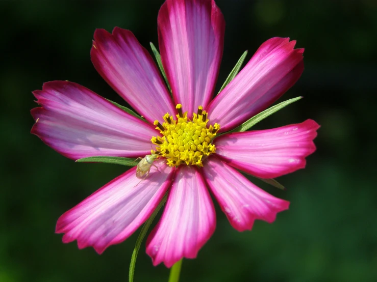 a pink flower with a yellow center sitting outside